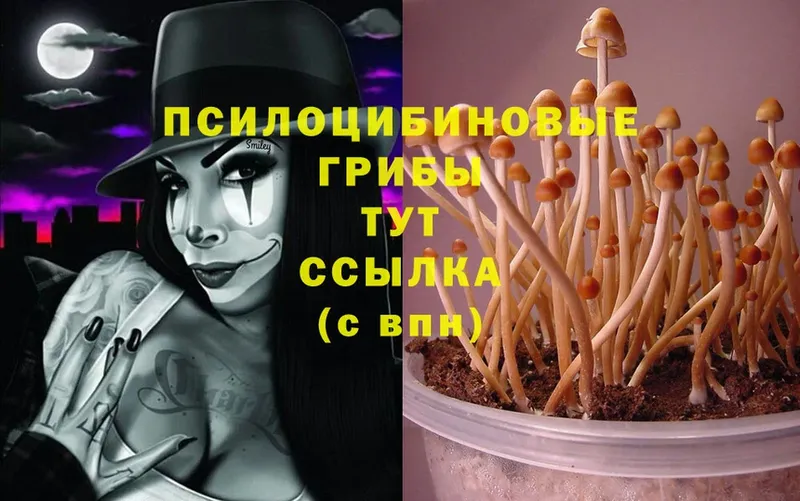 Галлюциногенные грибы MAGIC MUSHROOMS  Тетюши 